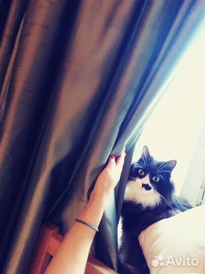 Передержка животных