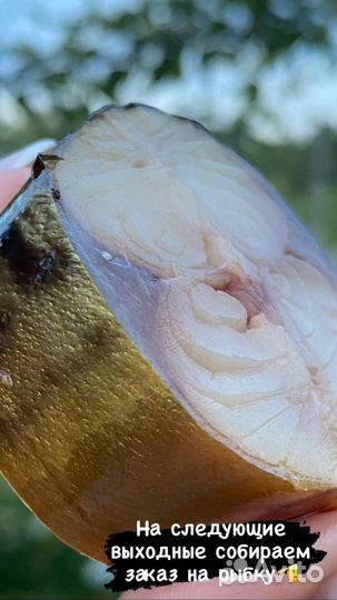 Скумбрия холодного копчения