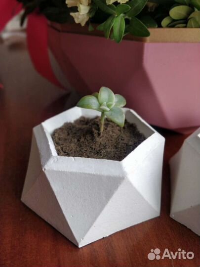В горшочках суккуленты