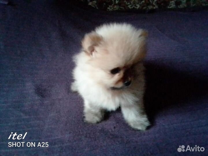 Щенки шпица