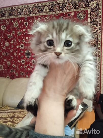 Котята в дар