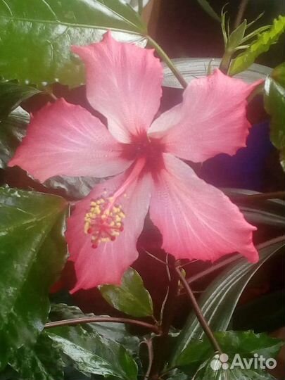 Гибискус китайская роза