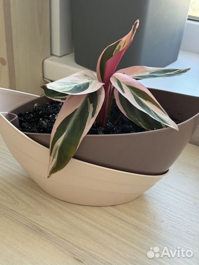 Калатея строманта