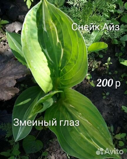 Хоста тенелюбивый многолетник