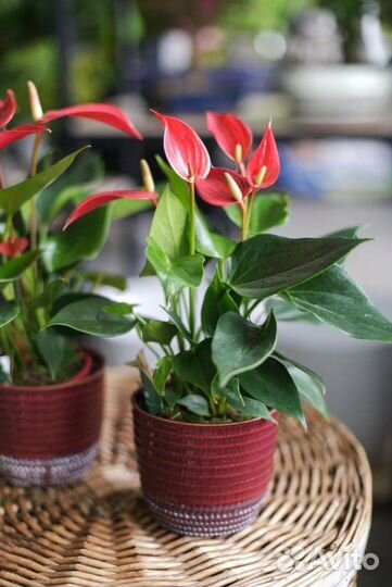 Антуриум Лили ред