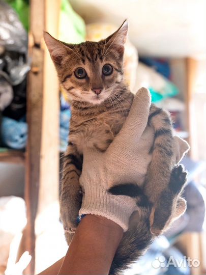 Интересные котята)