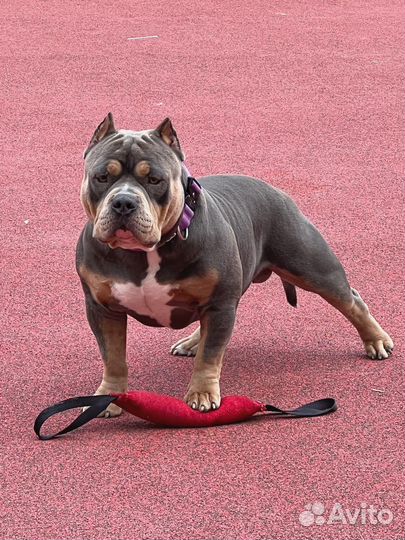 Американский булли вязка