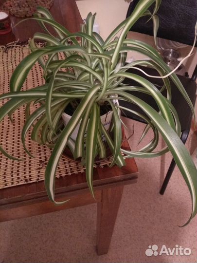 Хлорофитум