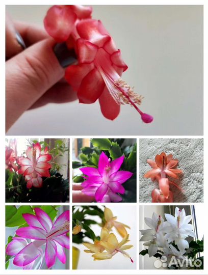 Декабристы