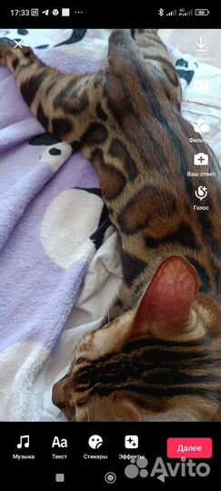Бенгальская кошка