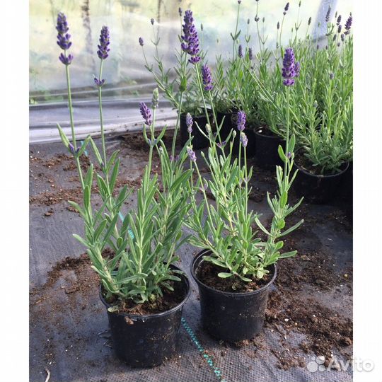 Саженцы в ассортимент,дуб,клен,платан,можжевельник