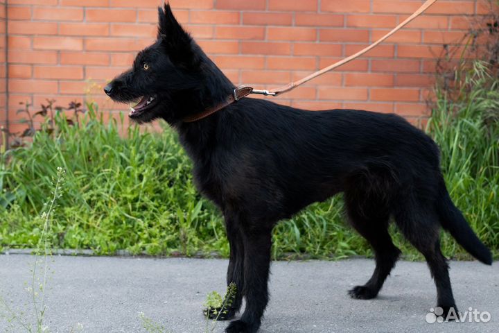 Собака в добрые руки бесплатно