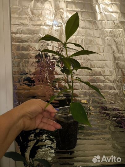 Комнатный цветок Эсхинантус