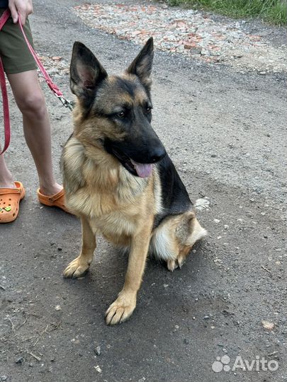 Немецкая овчарка в хорошие руки
