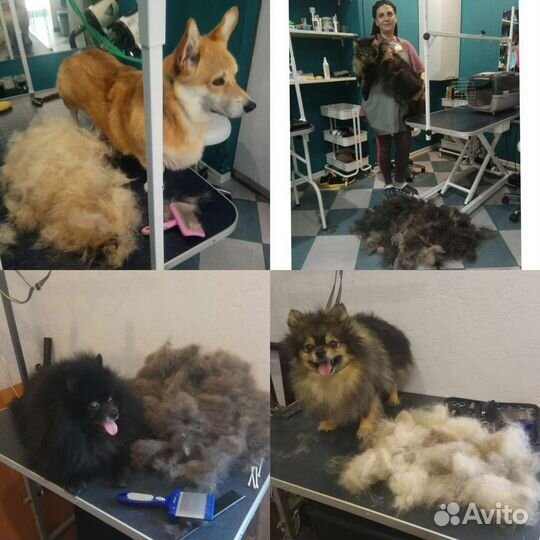 Груминг стрижка собак
