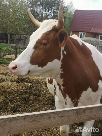 Корова Нетель