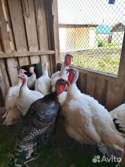 Продам индюшатину