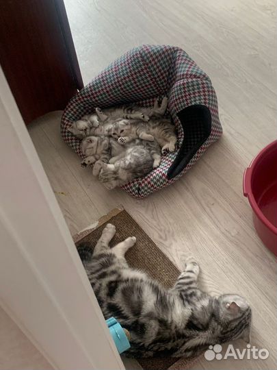 Шотландская вислоухая