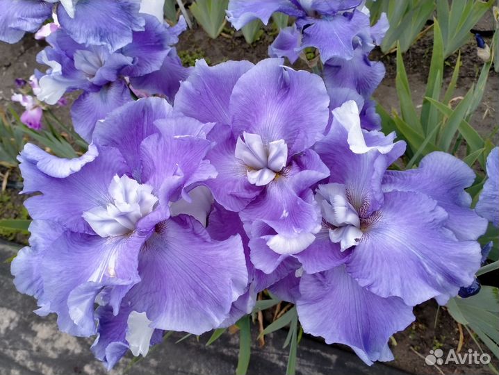 Ирисы шестифолые