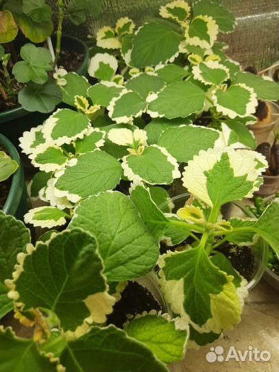 Плектрантус Мадагаскарский Фостера