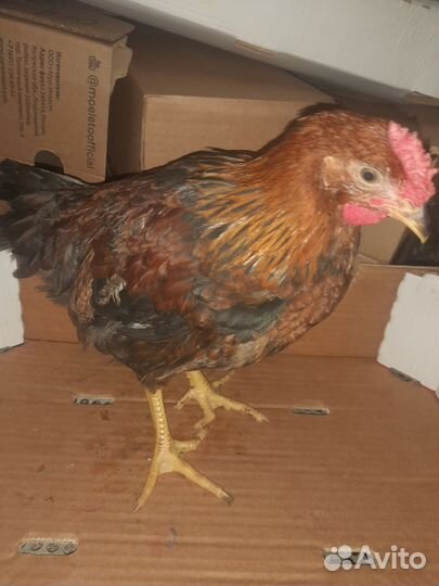 Молодые петухи