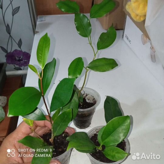 Фикусы разные