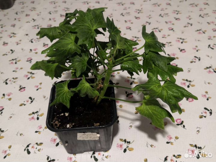 Пеларгония герань