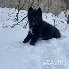 Груминг собак в Ярославле - цены на услуги ЗООсалона YarGroom