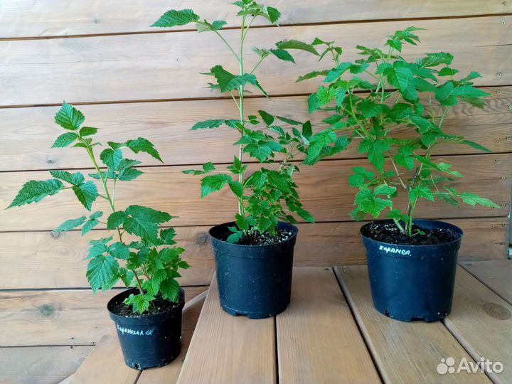 Саженцы ремонтантной малины