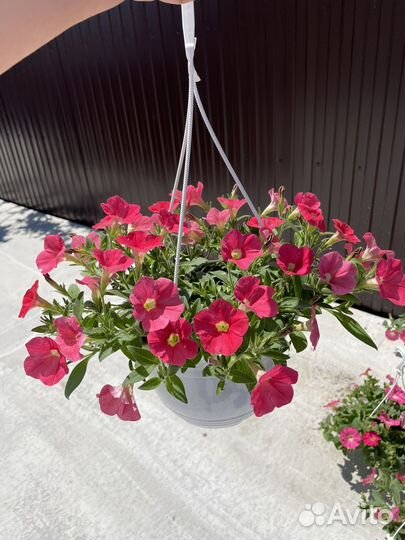 Петунии ампельные