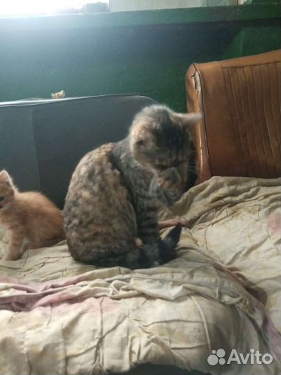Кошка в дар