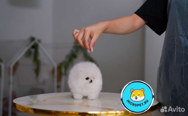 Померанский шпиц Микро из Кореи