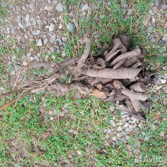 Пионы-большие корневища с почками