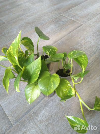 Эпипремнум золотистый