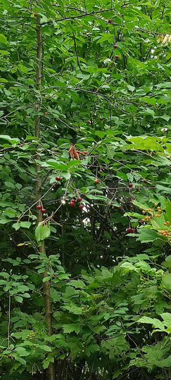 Участок 12 сот. (СНТ, ДНП)