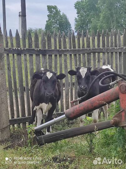 Корова телята и бычки