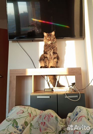 Кот мейн-кун