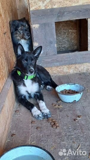 Собака в добрые руки