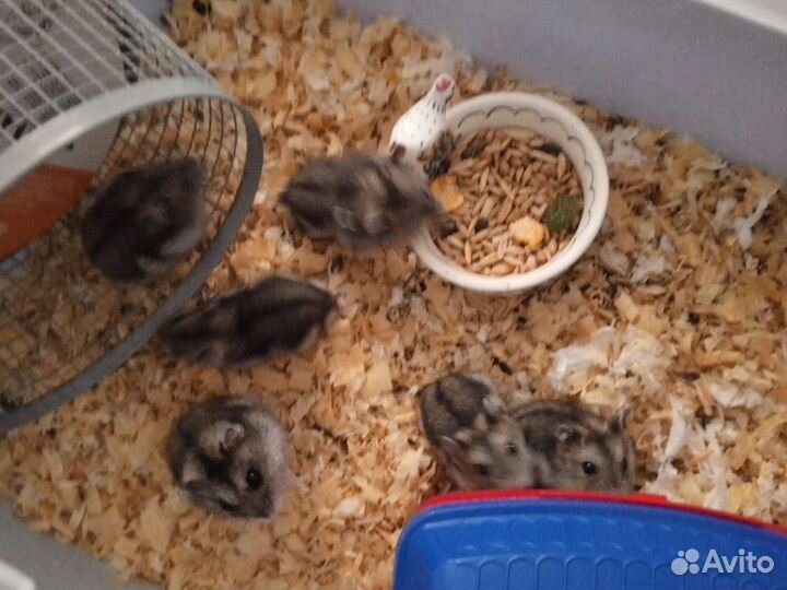 Джунгарский хомяк бесплатно