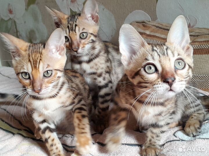 Бенгальская