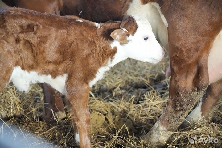 Нетель Герефорд класса класса элита и элита-рекорд