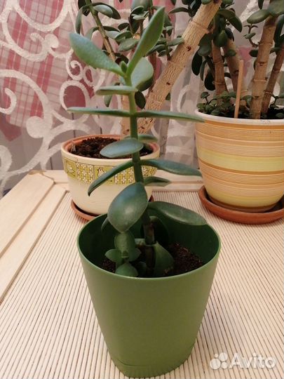 Денежное дерево цветы