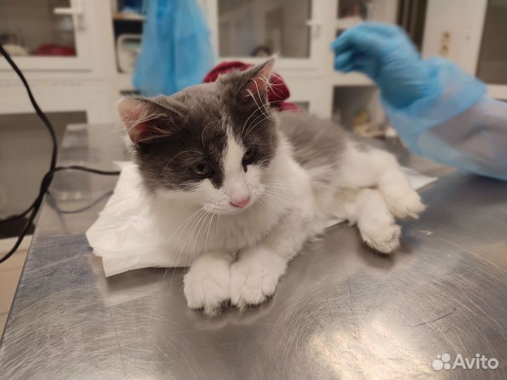 Котенок в добрые руки