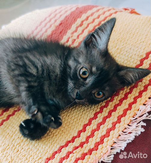 Котик ищет дом находится на временной передержке