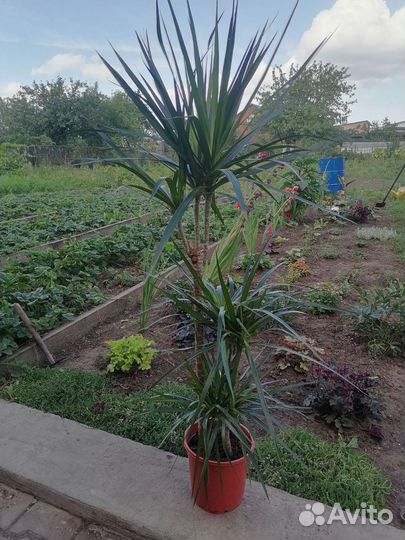 Драцена маргината 3 ствола