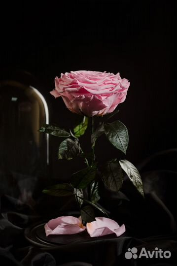 Роза в колбе - подарок для девушки