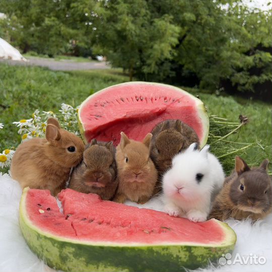 Настоящие мини кролики