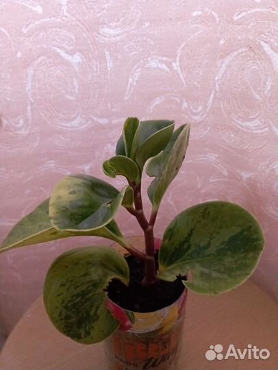 Комнатные растения