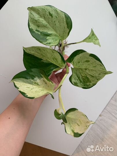 Свежак Фил неон треби сциндапсус