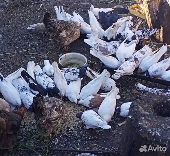 Продажа голубей